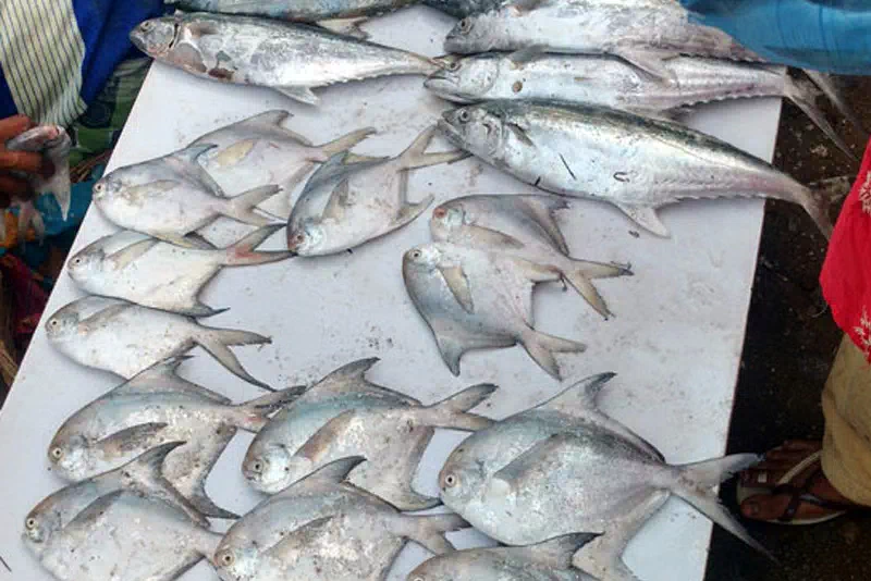 Satpati Fish Market (4km)